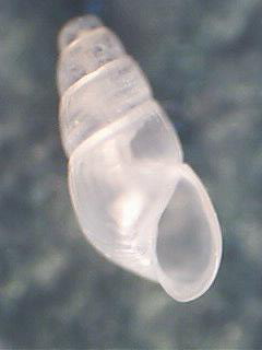 Odostomia sp ??   n 9